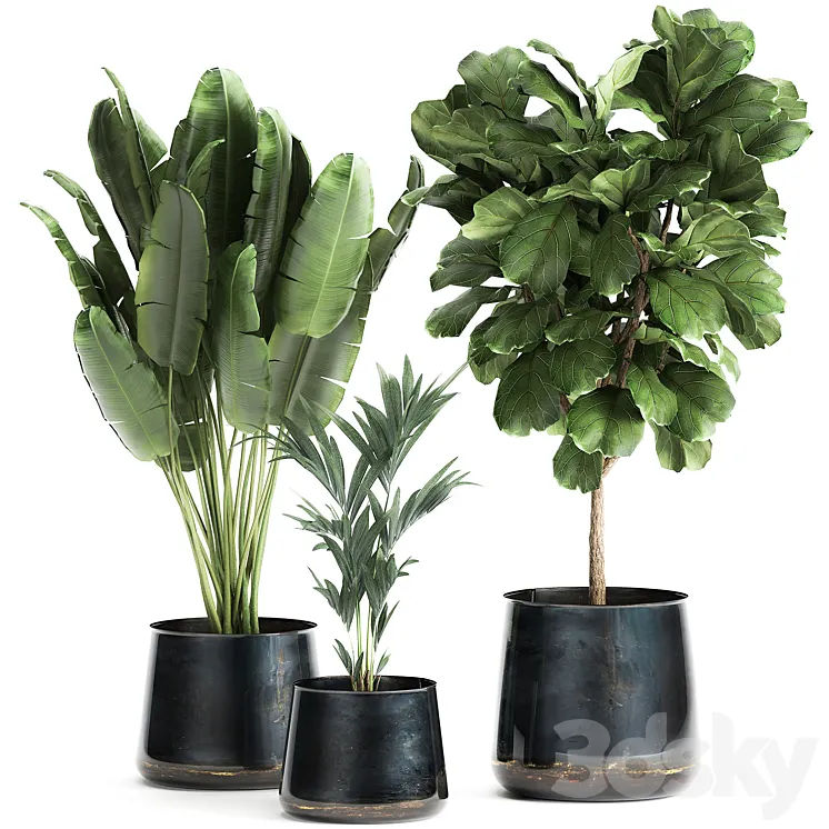 Collection of plants in stylish pots with a small tree Ficus lyrata Banana palm Howea . Set 873. 3DS Max Model
