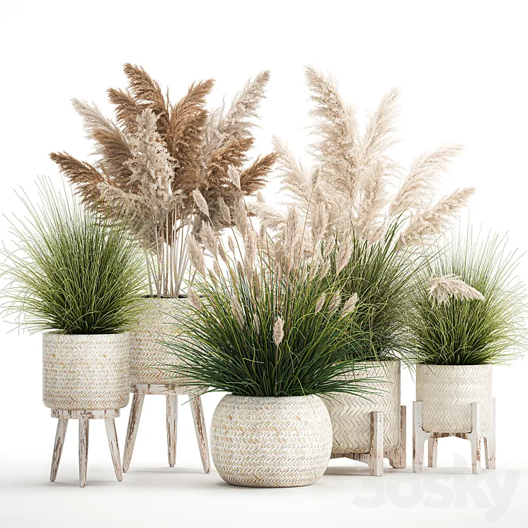 Collection of plants in white baskets and pots with Pampas grass rattan dried flower. Set of 1080 3DS Max Model
