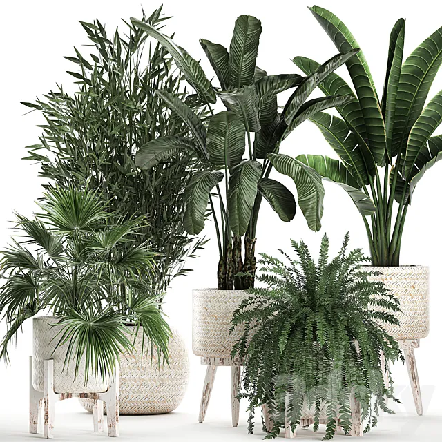 Collection of plants in white baskets with Fan palm Fern Bamboo Strelitzia. Set 791. 3ds Max