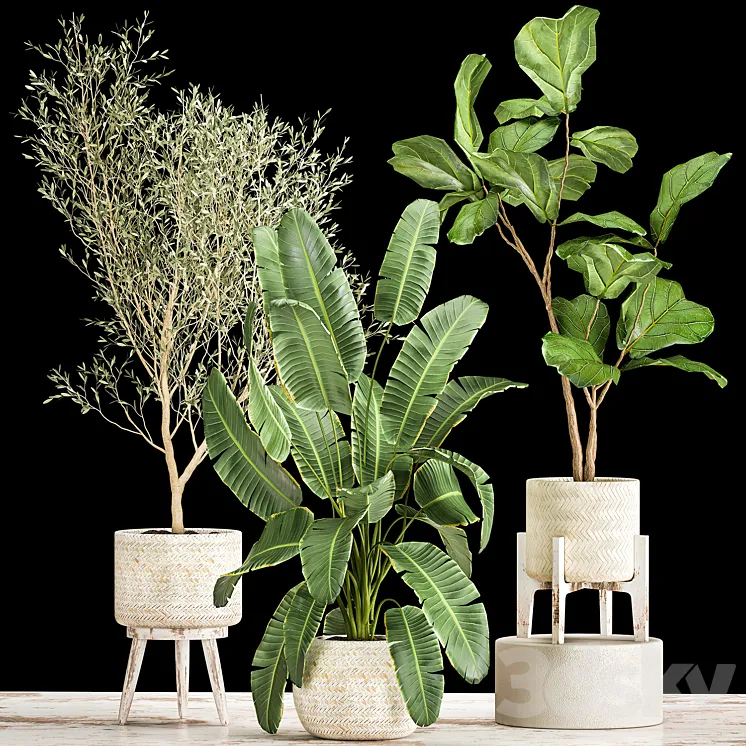 Collection of plants in white baskets with Ficus Lirata and Olive trees Strelitzia banana. Set 1017. 3DS Max