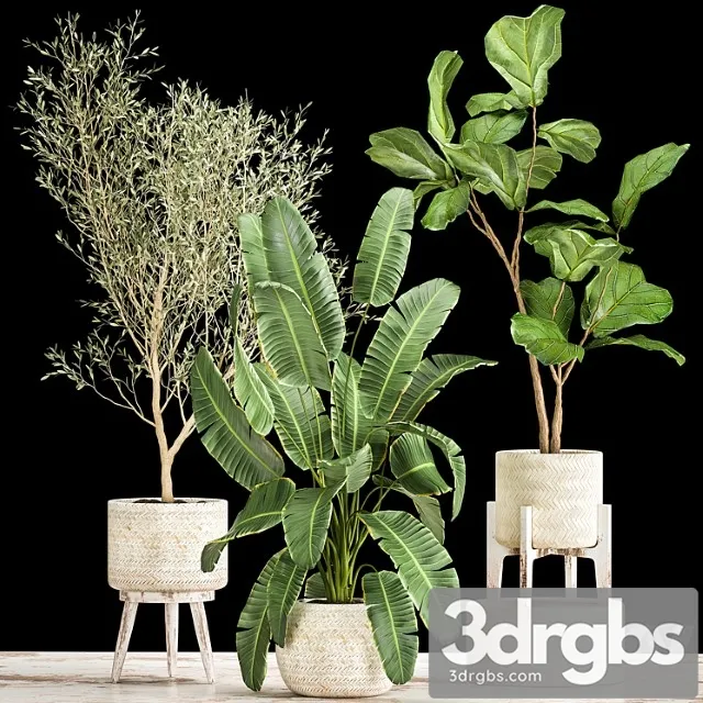 Collection of plants in white baskets with ficus lirata and olive trees, strelitzia, banana. set 1017.