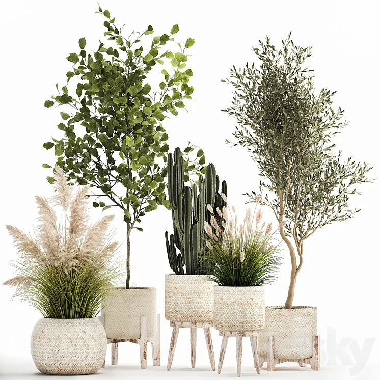 Collection of plants in white baskets with pampas grass tree olive cactus Cereus hazel hazel. Set 1035. 3DS Max