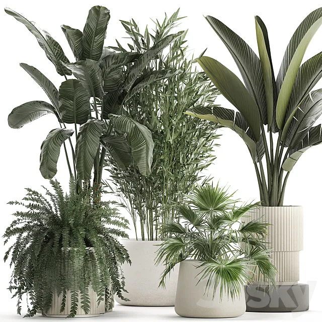 Collection of plants in white flower pots with Banana palm ravenala fern bamboo. set 1352 3DS Max Model