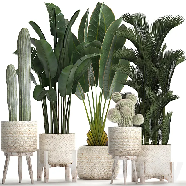 Collection of plants in white modern baskets with Cacti and banana palm. dipsis. carnegie. strelitzia. Set 426. 3DSMax File