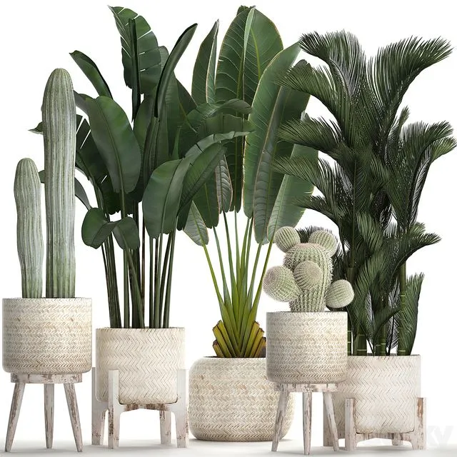 Collection of plants in white modern baskets with Cacti and banana palm dipsis carnegie strelitzia. Set 426 3dsMax Model