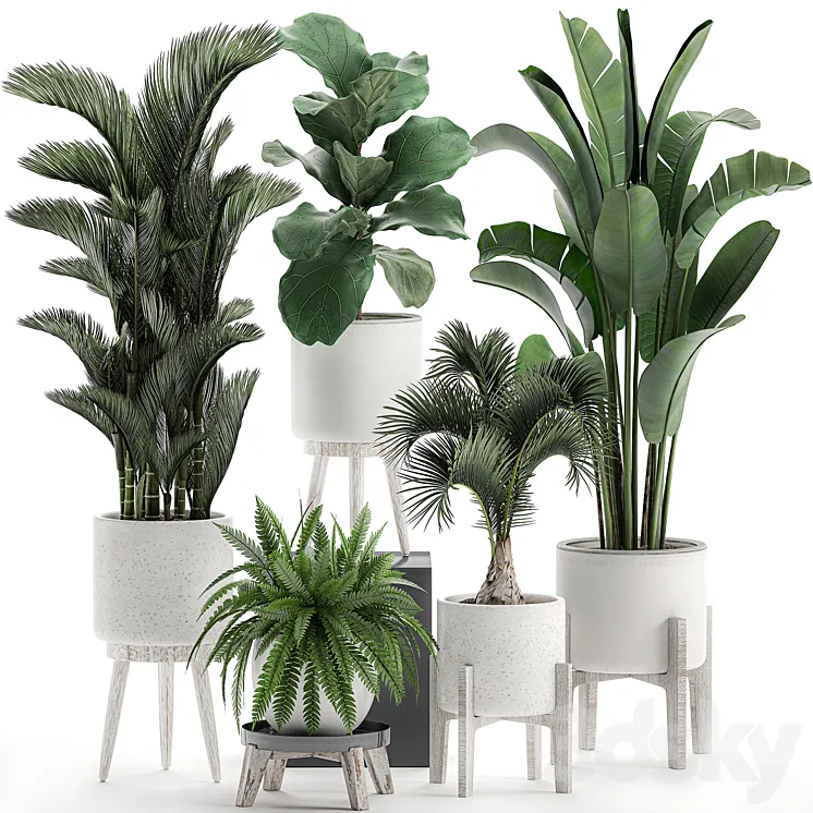Collection of plants in white pots on legs with Dipsis palm banana fern ficus lirata strelitzia ravenala. Set 573. 3DS Max