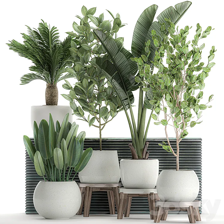 Collection of plants in white pots with a tree Strelitzia Cicada banana palm ficus. Set 626. 3DS Max