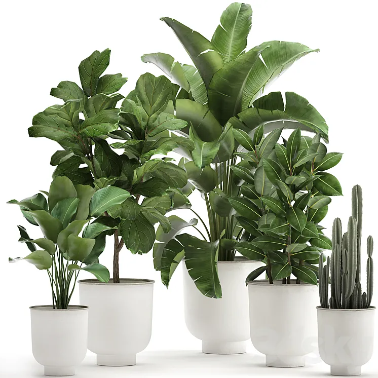 Collection of plants in white pots with banana palm ficus tree Strelitzia. Set 906. 3DS Max