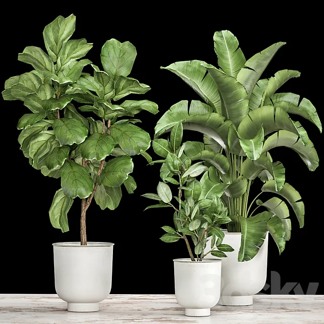 Collection of plants in white pots with Ficus lyrata and Strelitzia trees banana. Set 1018. 3ds Max