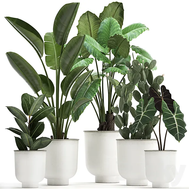 Collection of plants in white pots with strelitzia banana cactus Alokasia. Set 886. 3ds Max