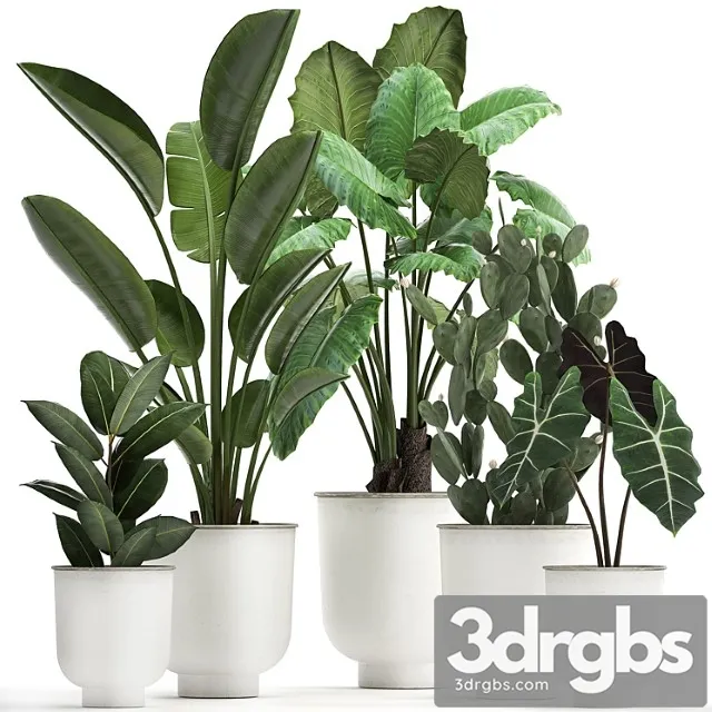 Collection of plants in white pots with strelitzia, banana, cactus, alokasia. set 886.