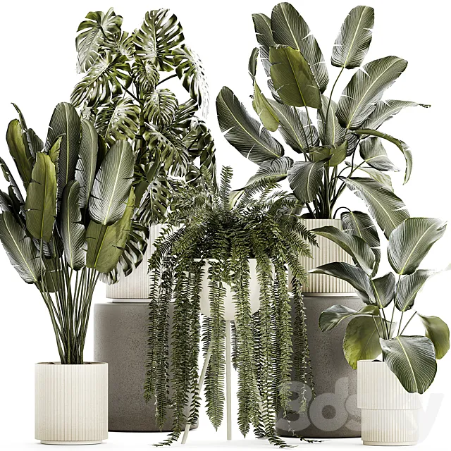 Collection of plants in white pots with Strelitzia monstera fern bush Calathea lutea. Set of plants 1336 3ds Max