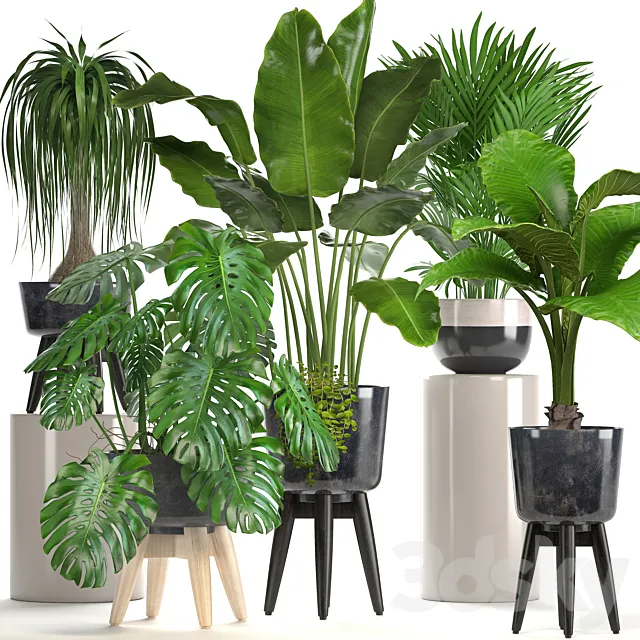 Collection of plants. indoor plants. banana. monstera. palm. alocasia. dracaena. strelitzia 3DSMax File