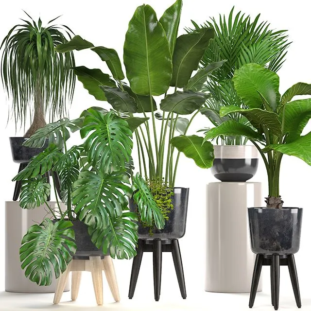 Collection of plants. indoor plants banana monstera palm alocasia dracaena strelitzia 3dsMax Model