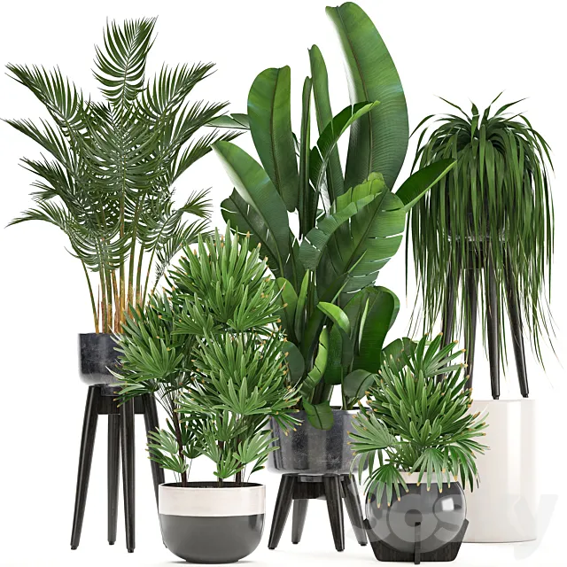 Collection of plants. Indoor plants rapis palm tree banana pot strelitzia indoor plants 3DS Max Model