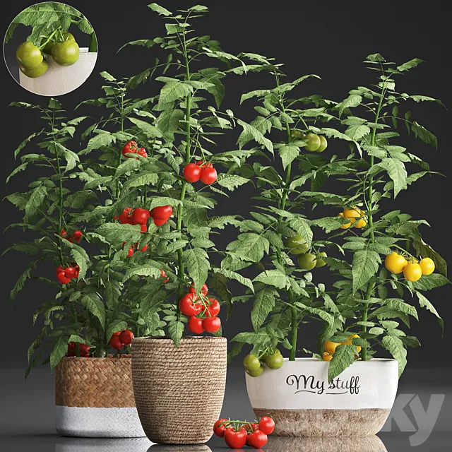 Collection of plants kitchen garden vegetable garden in modern pots planters with vegetables. tomato bush. kitchen greens. cherry. yellow. green. red. Set 385. 3DSMax File