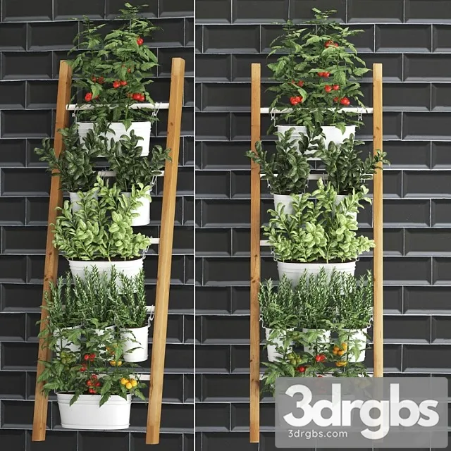 Collection of plants kitchen garden vegetable garden in pots buckets railing ladder black tile apron with vegetables, tomatoes, rosemary, basil, vertical landscaping. set 35.