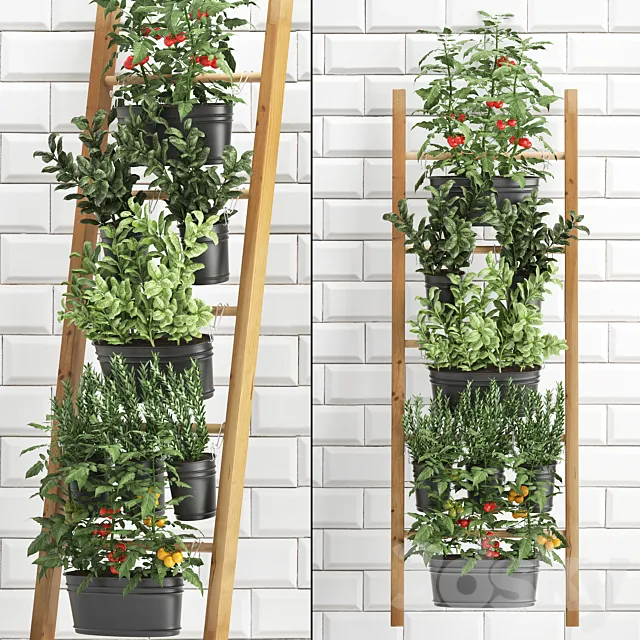 Collection of plants kitchen garden vegetable garden in pots buckets railing stairs white tile apron with vegetables tomatoes rosemary basil Vertical landscaping. Set 36. 3ds Max