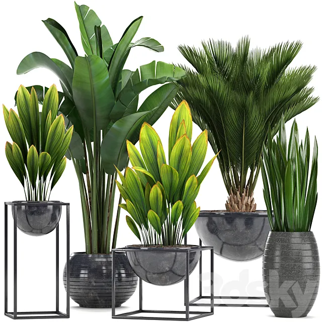 Collection of plants. Loft black pot flowerpot banana palm tree strelitzia cicada sansevieria bush canarian date date date palm strelitzia 3ds Max