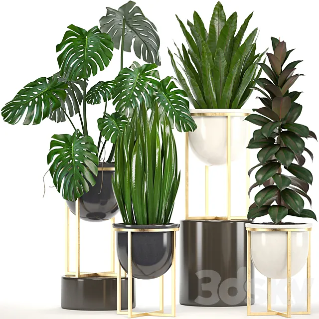 Collection of plants. luxury flowerpot monstera pot ficus robusta gold interior plants ficus abidjan luxury decor pot 3ds Max