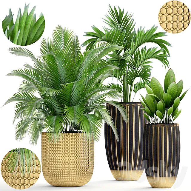 Collection of plants. luxury pot flowerpot gold palm tree decorative interior hovea areca luxury decor landscaping Howea forsteriana 3ds Max