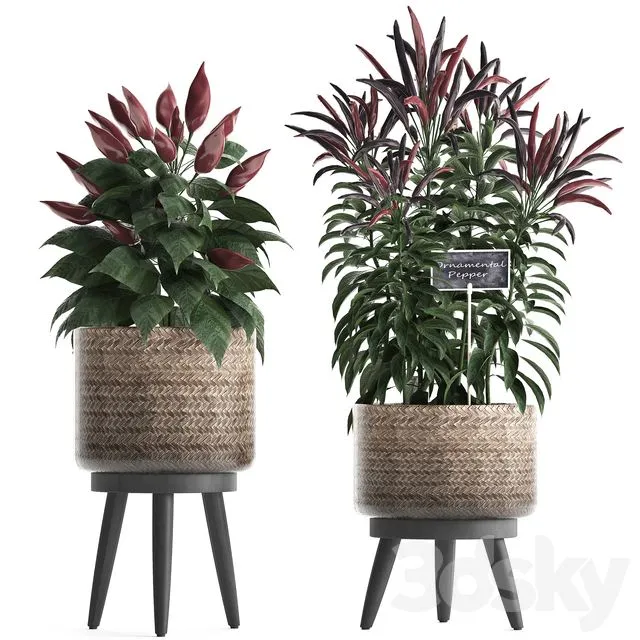 Collection of plants mini home kitchen garden vegetable garden in rattan pots Set 424 3dsMax Model