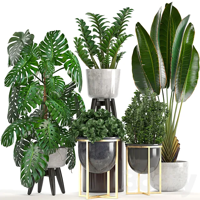 Collection of plants. Monstera Ravenala Strelitzia banana bush Zamioculcas luxury flowerpot Strelitzia street decorative 3DS Max Model