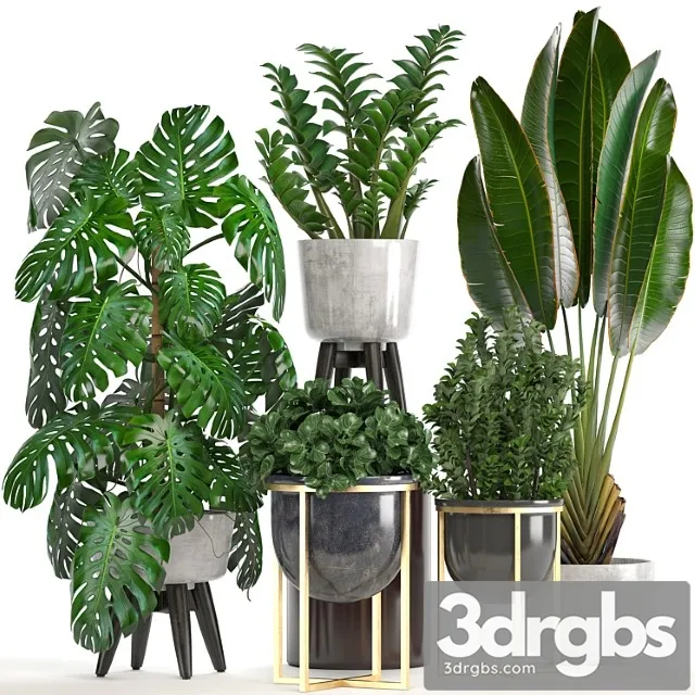 Collection of plants. monstera, ravenala, strelitzia, banana, bush, zamioculcas, luxury, flowerpot, strelitzia, street, decorative