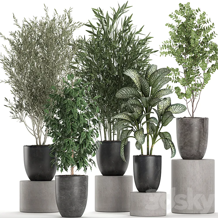 Collection of plants of indoor small trees in black pots with Olive bamboo Dieffenbachia ficus. Set 650. 3DS Max
