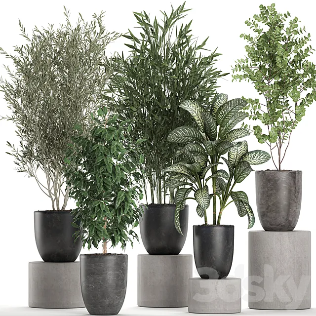 Collection of plants of indoor small trees in black pots with Olive. bamboo. Dieffenbachia. ficus. Set 650. 3DSMax File