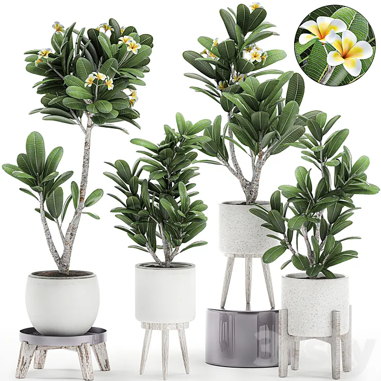 Collection of plants of small exotic flowering trees in white pots on legs with Plumeria frangipani. Set 559. 3DS Max