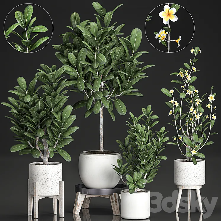 Collection of plants of small exotic flowering trees in white pots on legs with Plumeria frangipani. Set 560. 3DS Max