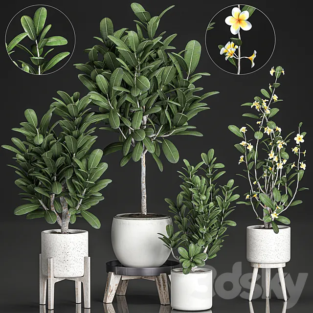 Collection of plants of small exotic flowering trees in white pots on legs with Plumeria. frangipani. Set 560. 3DSMax File