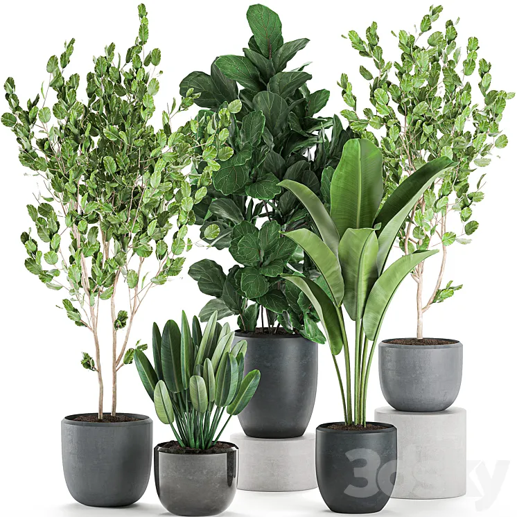 Collection of plants of trees in black pots with Ficus lyrata banana palm strelitzia. Set 550. 3DS Max