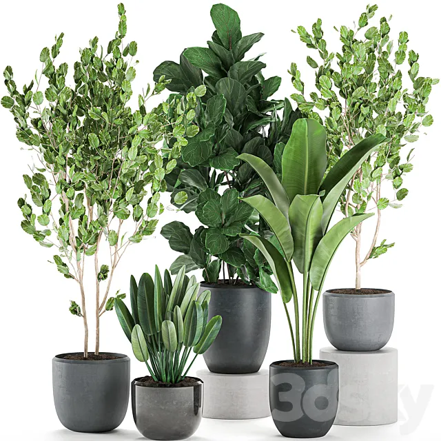 Collection of plants of trees in black pots with Ficus lyrata. banana palm. strelitzia. Set 550. 3DSMax File