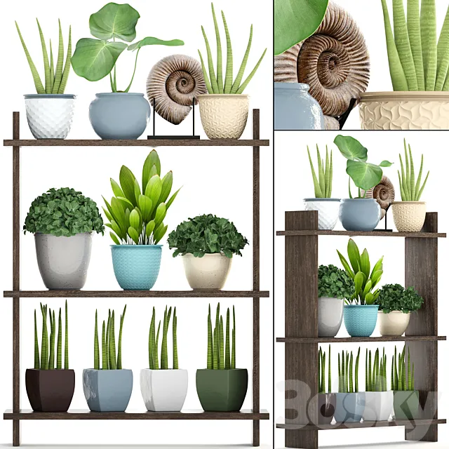 Collection of plants. Rack with decor. pot. flower. bush. ammonite. vase. shelf with flowers 3DSMax File