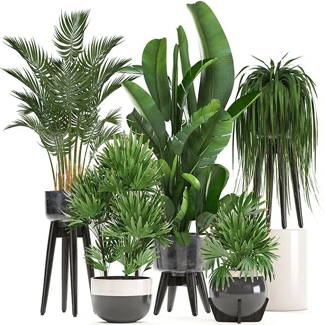 Collection of plants (rapis palm tree banana strelitzia) 3dsMax Model