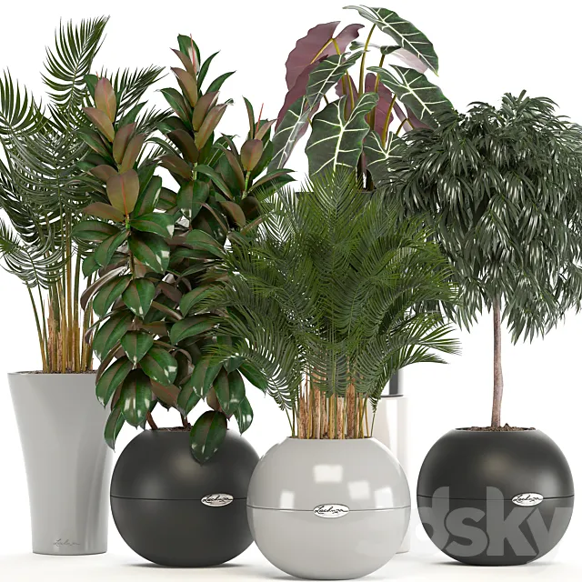 Collection of plants. Round pot flowerpot bushes ficus ali palm tree alocasia Hovea interior plants ficus abidjan 3ds Max