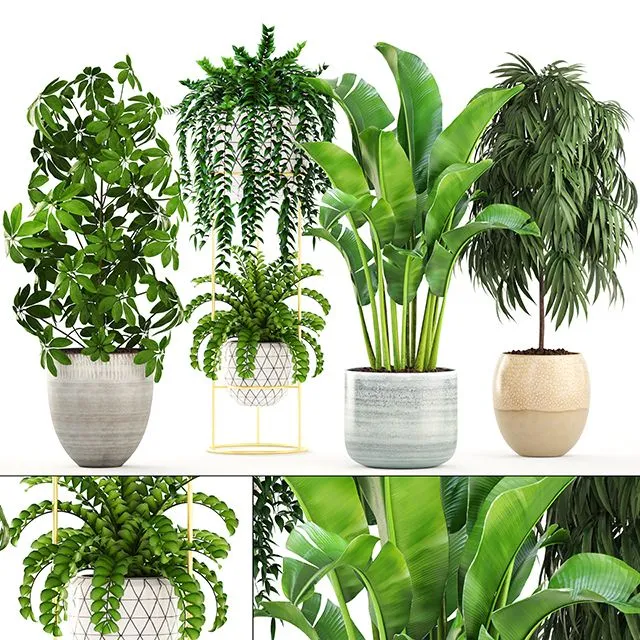 Collection of plants Scandinavian style 3dsMax Model
