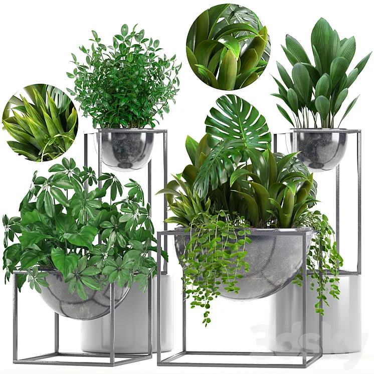 Collection of plants. Schefflera Tradescantia black flowerpot loft indoor plants bushes 3DS Max