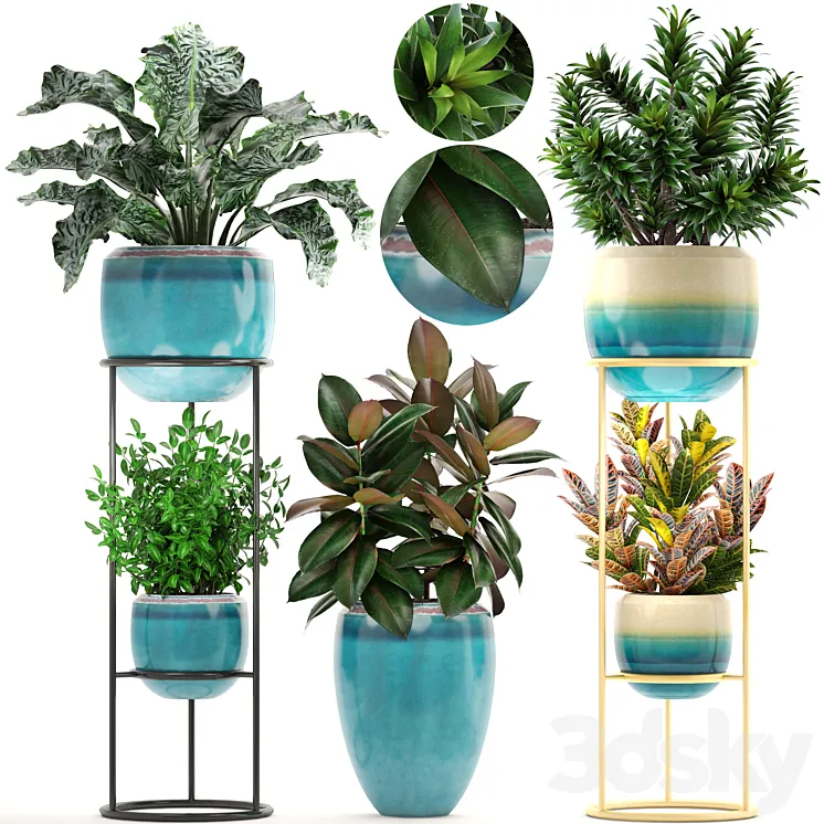 Collection of plants. Shelf with flowers flower stand pot ficus croton alocasia flowerpot dracaena 3DS Max