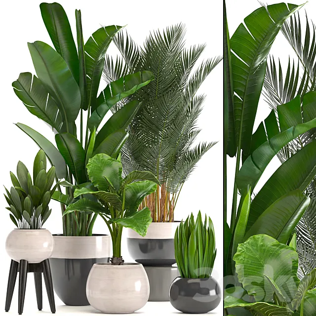 Collection of plants. strelitzia banana palm tree hovea alocasia interior plants scandinavian style pot flowerpot luxury decor strelitzia 3DS Max Model