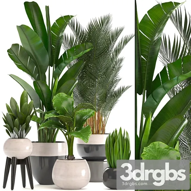 Collection of plants. strelitzia, banana, palm tree, hovea, alocasia, interior plants, scandinavian style, pot, flowerpot, luxury decor, strelitzia