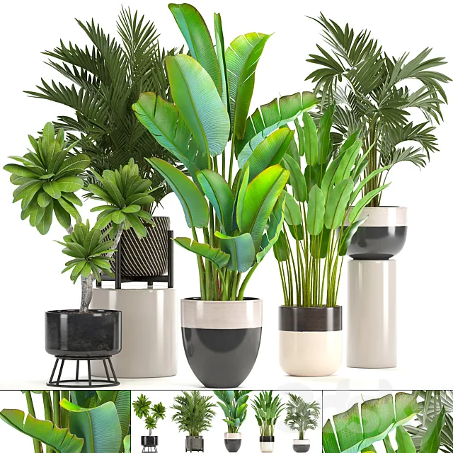 Collection of plants. strelitzia hovea palm tree bush banana indoor plants strelitzia interior indoor decorative 3DS Max Model