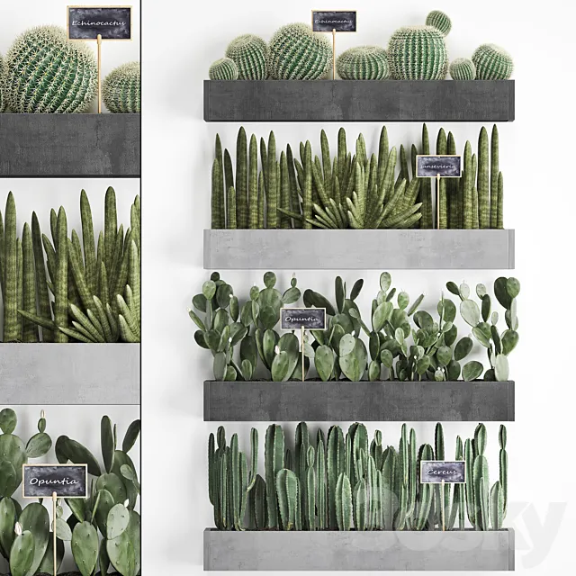 Collection of plants vertical gardening in wooden wall-mounted black pots shelves with Cacti cereus sansevieria Prickly pear. Set 43. 3DS Max Model