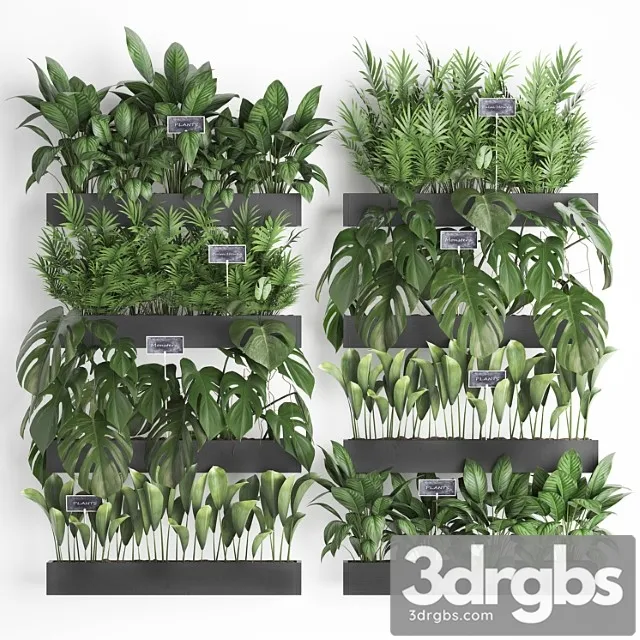 Collection of plants vertical gardening in wooden wall-mounted black pots shelves with monstera, areca palm, bush. set 41.