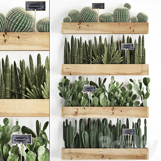 Collection of plants vertical gardening in wooden wall pots shelves with Cacti. cereus. sansevieria. Prickly pear. Set 42. 3DSMax File