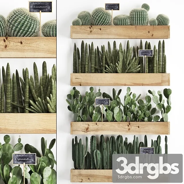 Collection of plants vertical gardening in wooden wall pots shelves with cacti, cereus, sansevieria, prickly pear. set 42.