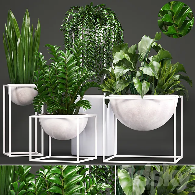 Collection of plants. White flowerpot pot alocasia bushes sansevieria Zamioculcas Caladium interior plants indoor 3ds Max