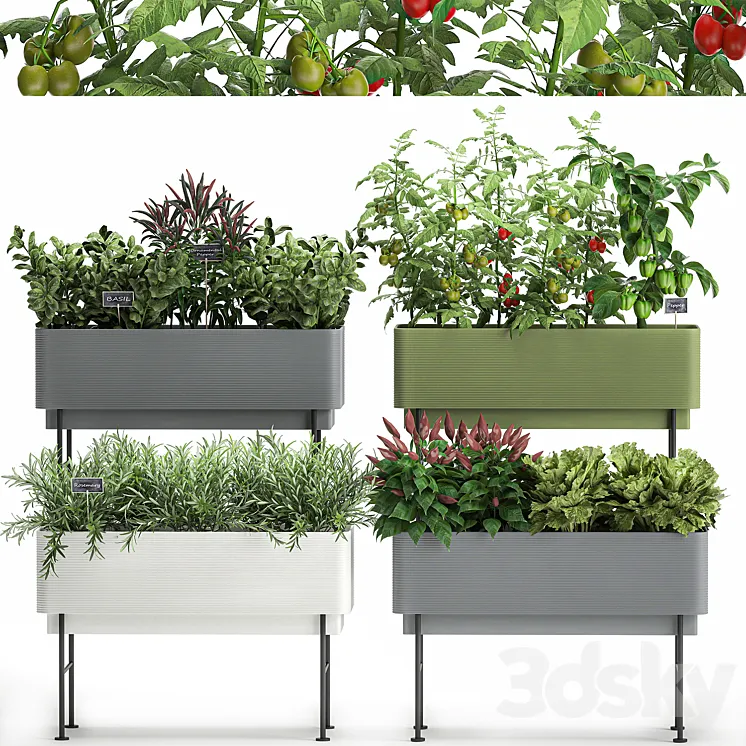 Collection of potted plants Kitchen garden vegetables tomatoes peppers herbs Rosemary lettuce Lettuce garden bed. Set 1059. 3DS Max